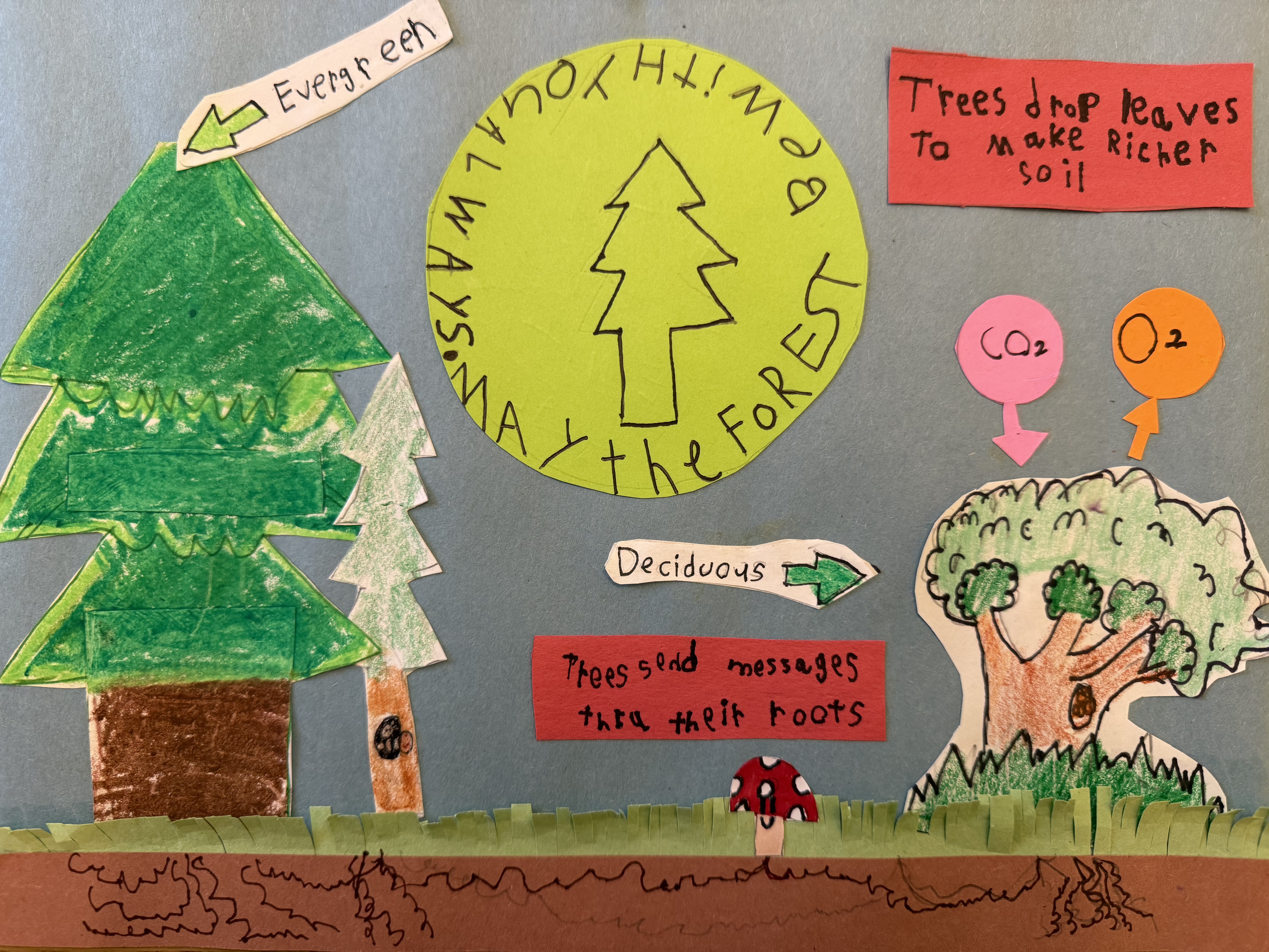 A poster featuring trees made of cut out and colored construction paper. The top of the poster reads "May the Forest be with You". Arrows label a pine tree as "evergreen" and an oak tree as "deciduous". One red label reads "Tress send messages with their roots". A second red label reads "Trees drop leaves to make soil richer". Two more arrows show CO2 entering the top of a tree and O2 leaving it.