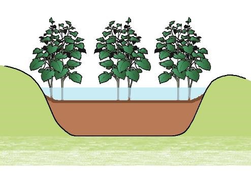 Diagram Rain Garden with Berms