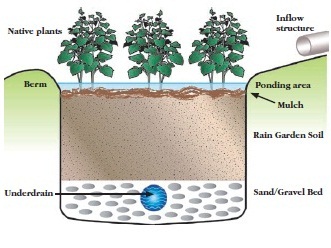 Rain Garden Cross Section