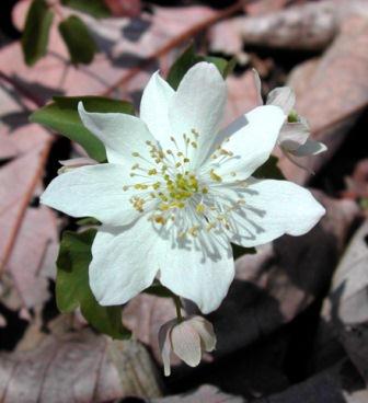 Rue Anemone