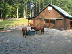 Figure 3: Two horses drink from a central trough within a sacrifice area.