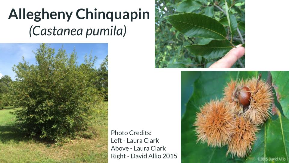Allegheny Chinquapin