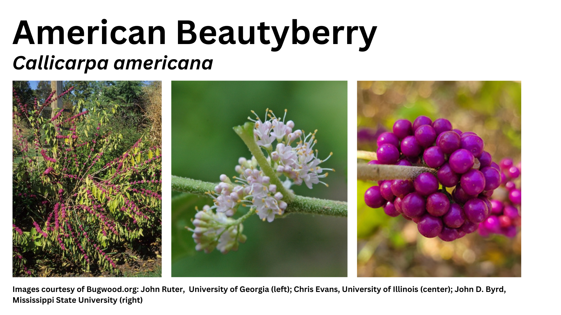 Photos of American beautyberry
