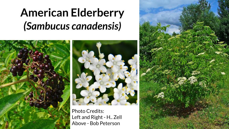 American Elderberry
