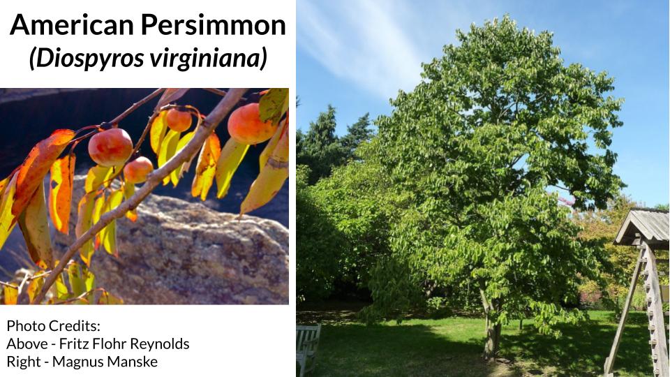 American Persimmon