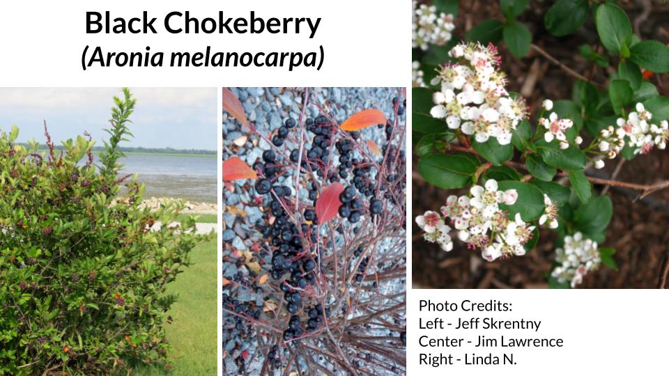 Black Chokeberry
