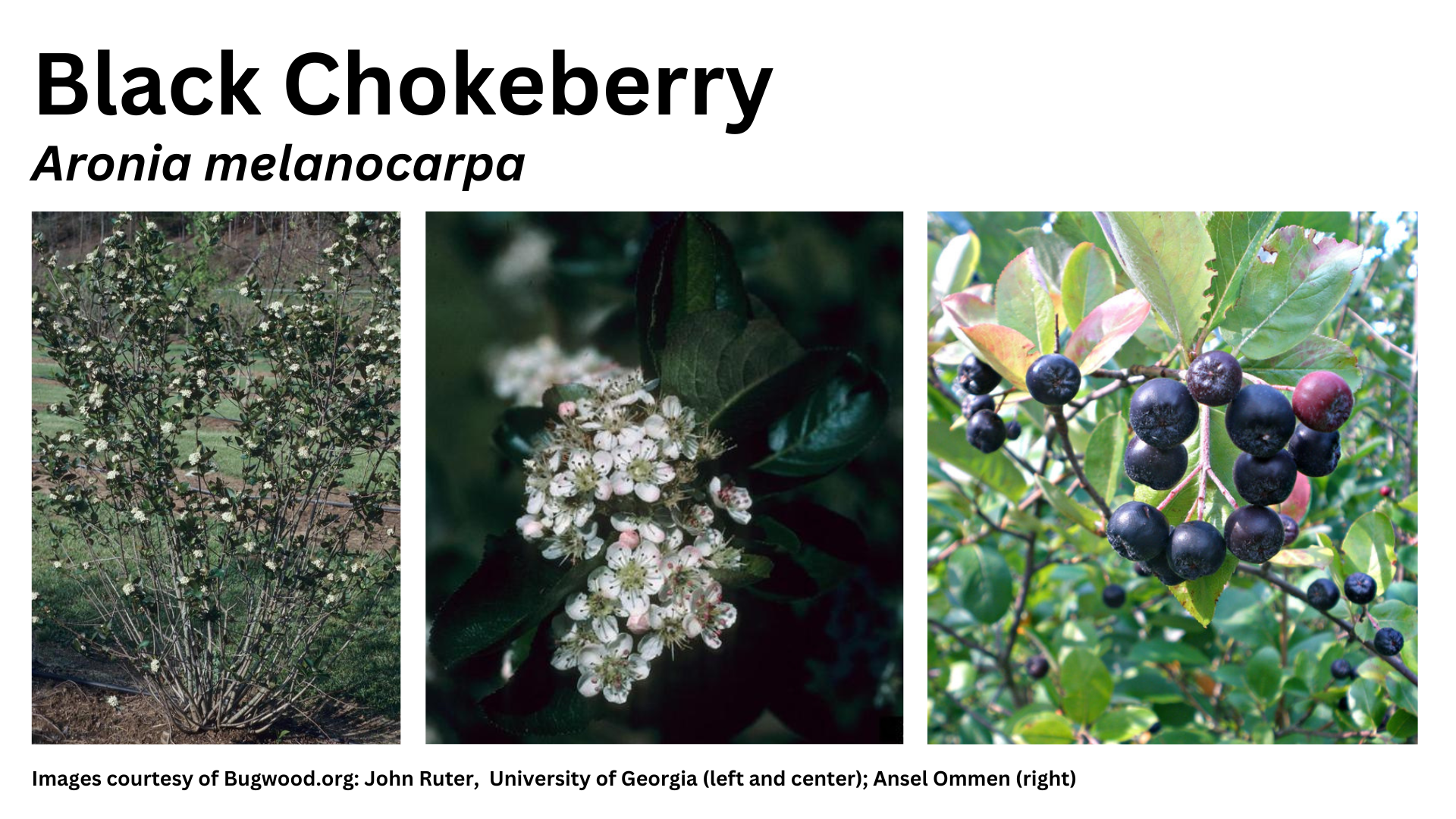 Photos of black chokeberry