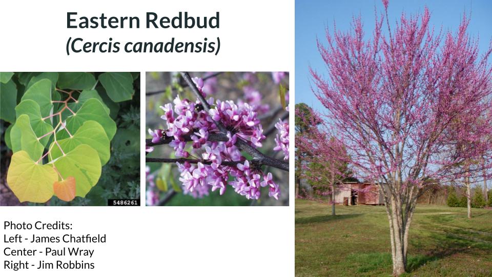 Eastern Redbud