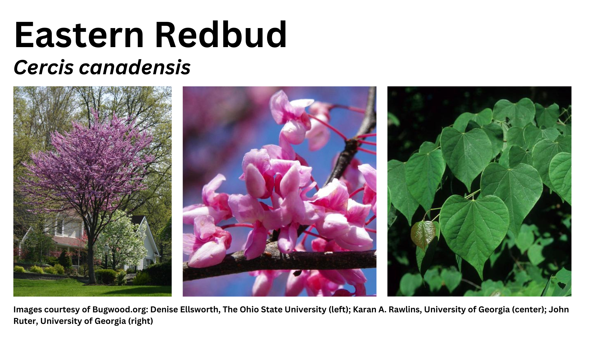 Photos of eastern redbud