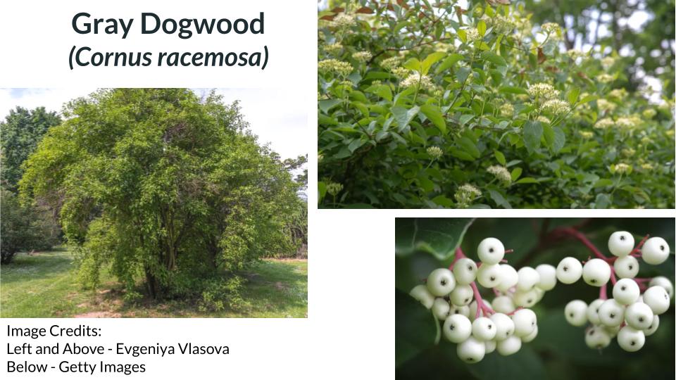Gray Dogwood