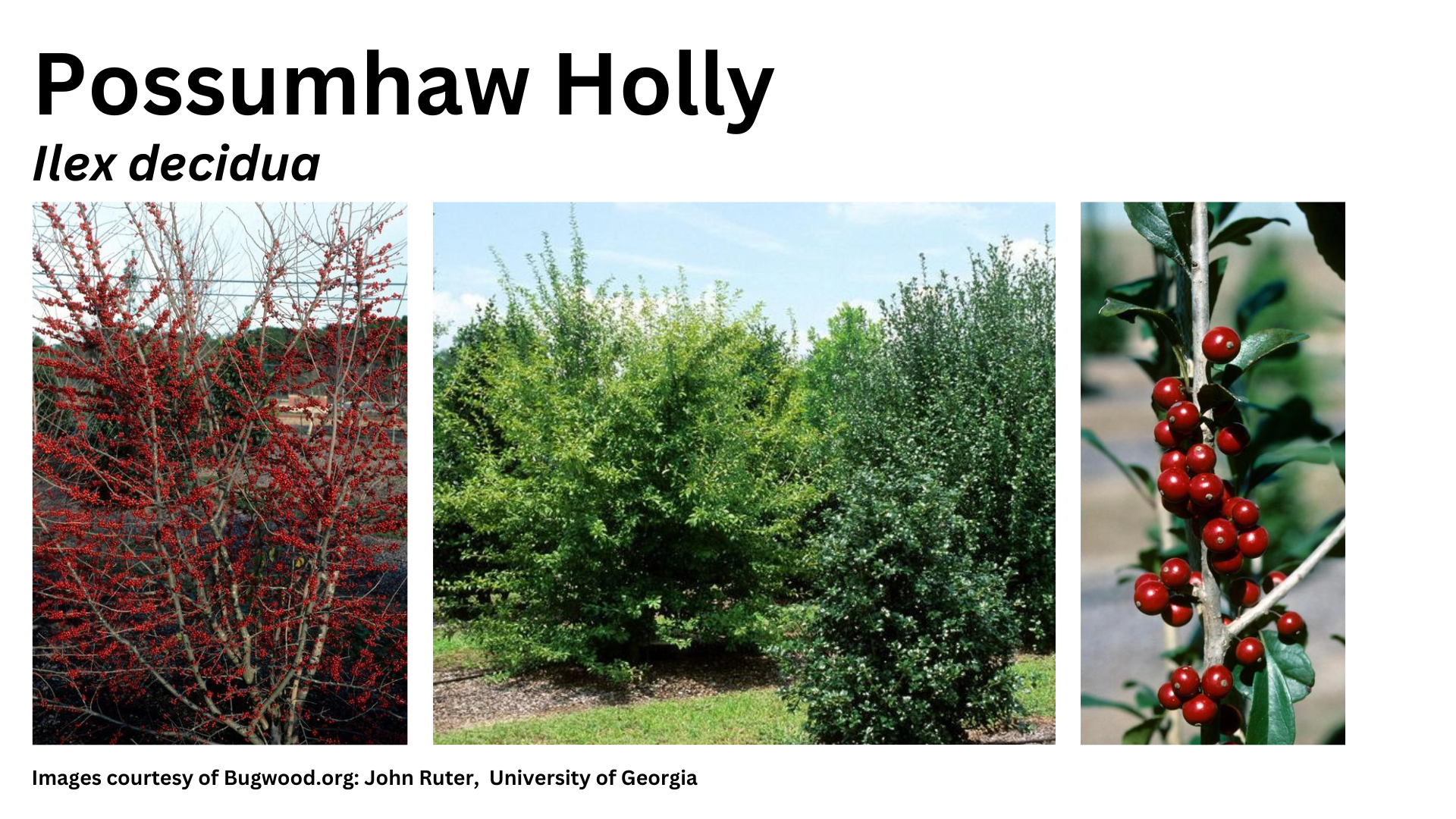 Photos of possumhaw holly