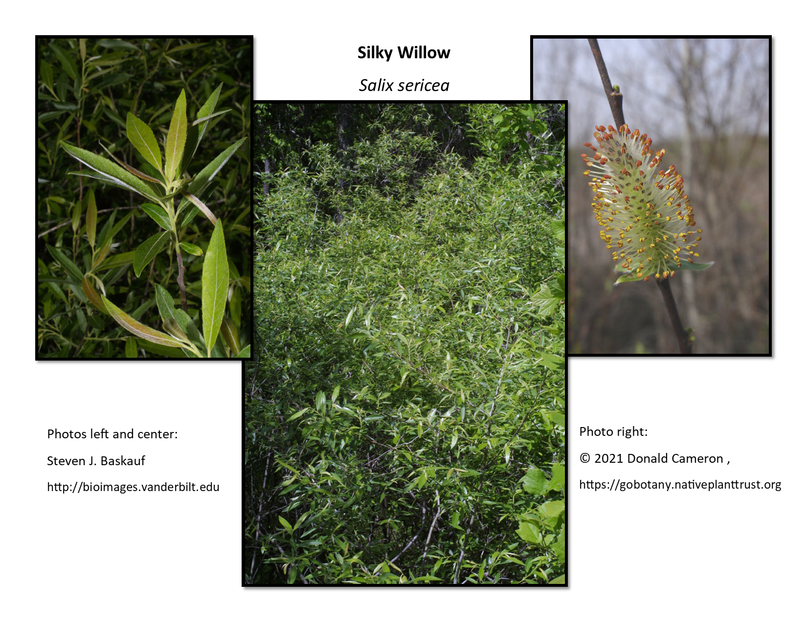 Silky Willow