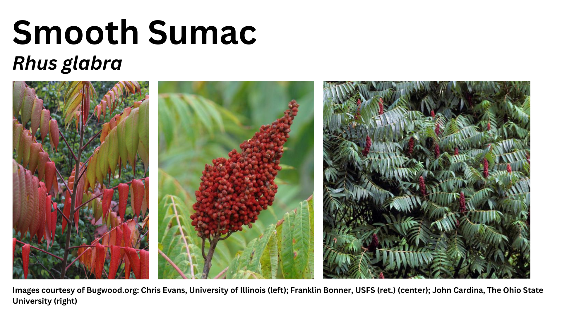 Photos of smooth sumac