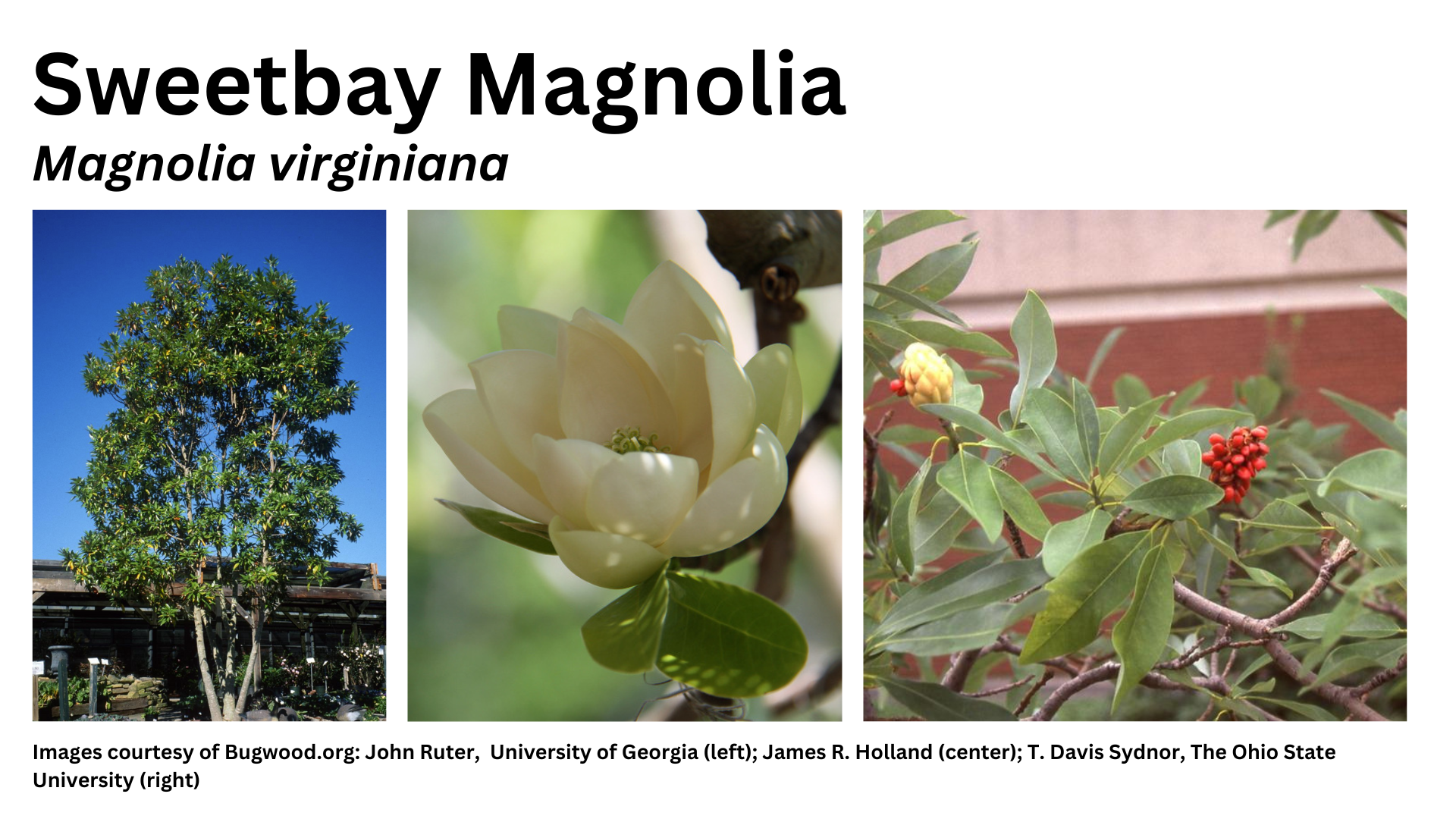 Photos of sweetbay magnolia