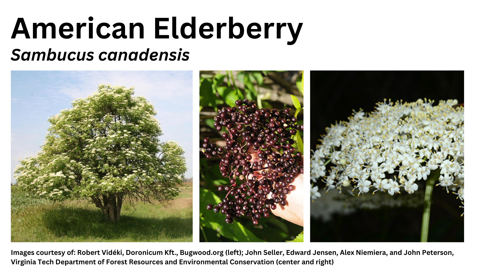 Photos of black chokeberry