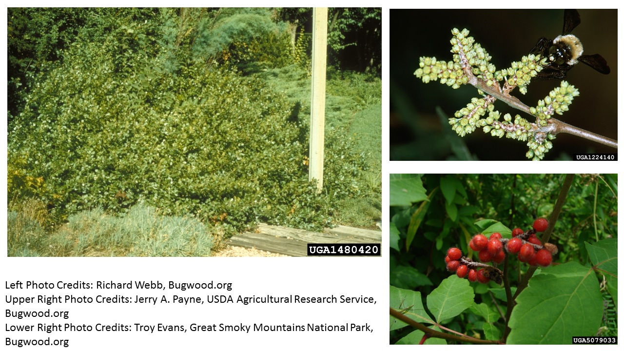 aromatic sumac