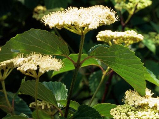 Arrowwood viburnum in flower.