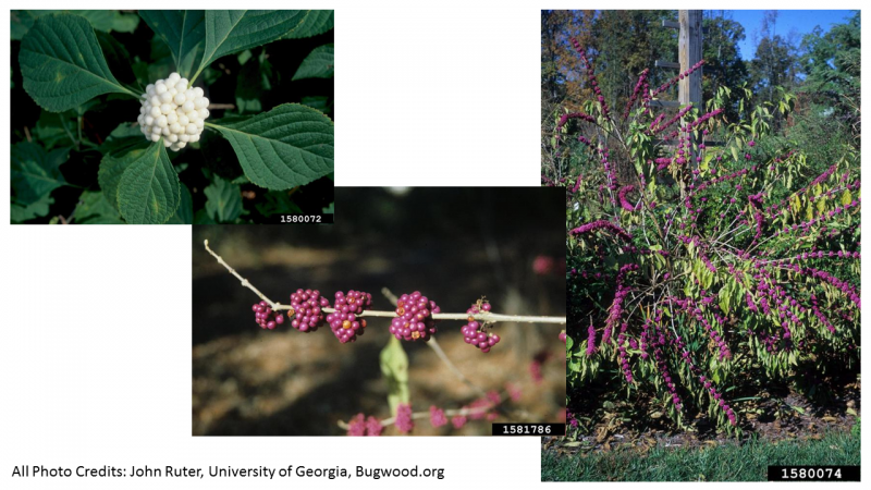 beautyberry