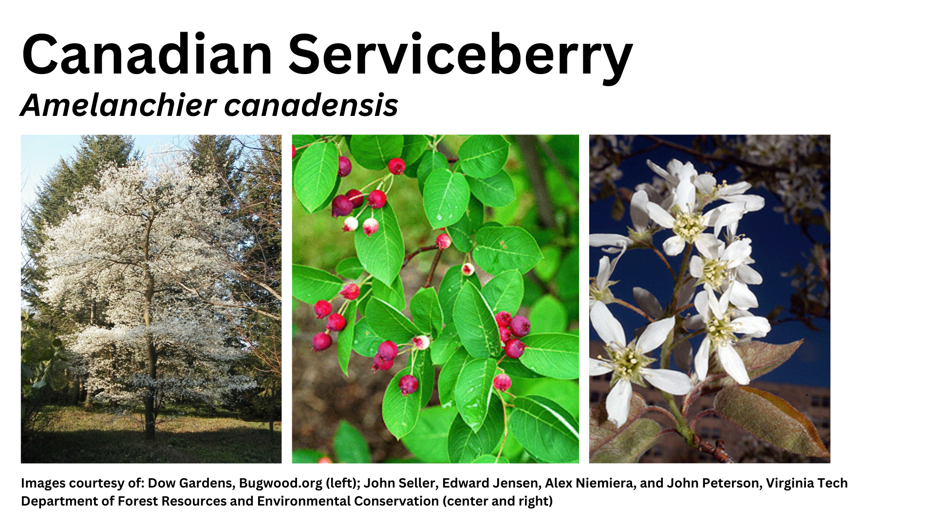 Photos of smooth sumac