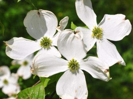 Flowering Dogwood