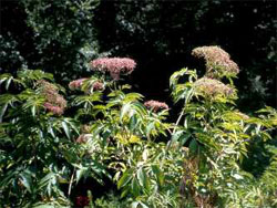 Common Elderberry