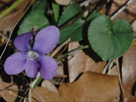 Common violets. Photo credit: Karan A. Rawlins, University of Georgia, Bugwood.org