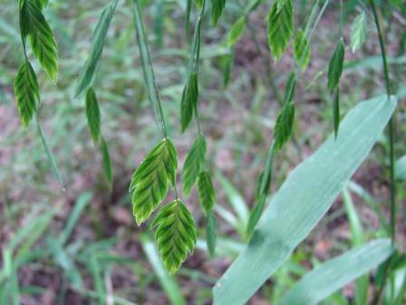 Nodding river oats. Photo credit: Rebekah D. Wallace, University of Georgia, Bugwood.org