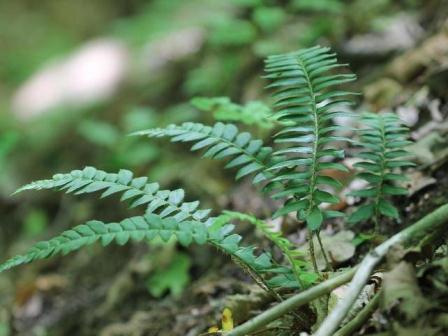 Christmas fern. Photo credit: Rob Routledge, Sault College, Bugwood.org 