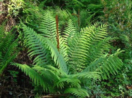 Cinnamon fern. Photo credit: Rebekah D. Wallace, University of Georgia, Bugwood.org