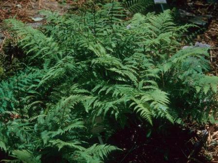 Lady fern. Photo credit: John Ruter, University of Georgia, Bugwood.org