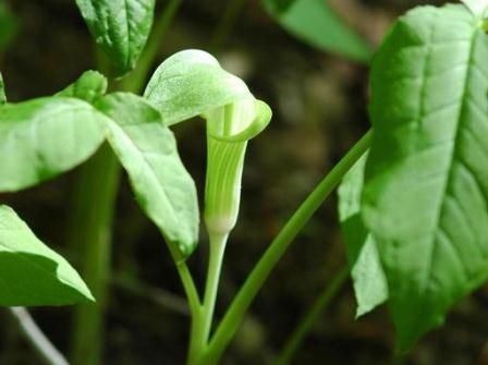 Jack-in-the-pulpit. Photo credit: Karan A. Rawlins, University of Georgia, Bugwood.org