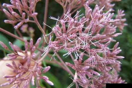 Joe pye weed. Photo credit: Karan A. Rawlins, University of Georgia, Bugwood.org