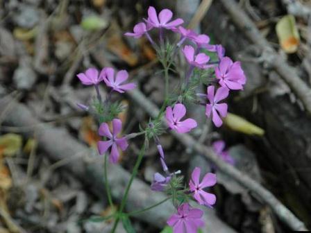 Woodland phlox. Photo credit: Karan A. Rawlins, University of Georgia, Bugwood.org