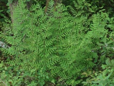 Royal fern. Photo credit: Chris Evans, Illinois Wildlife Action Plan, Bugwood.org