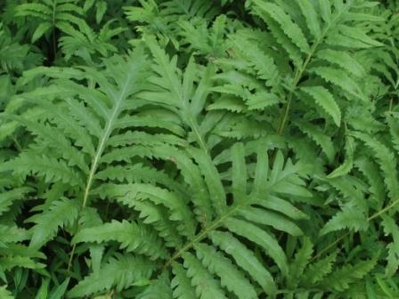 Sensitive fern. Photo credit: Chris Evans, Illinois Wildlife Action Plan, Bugwood.org