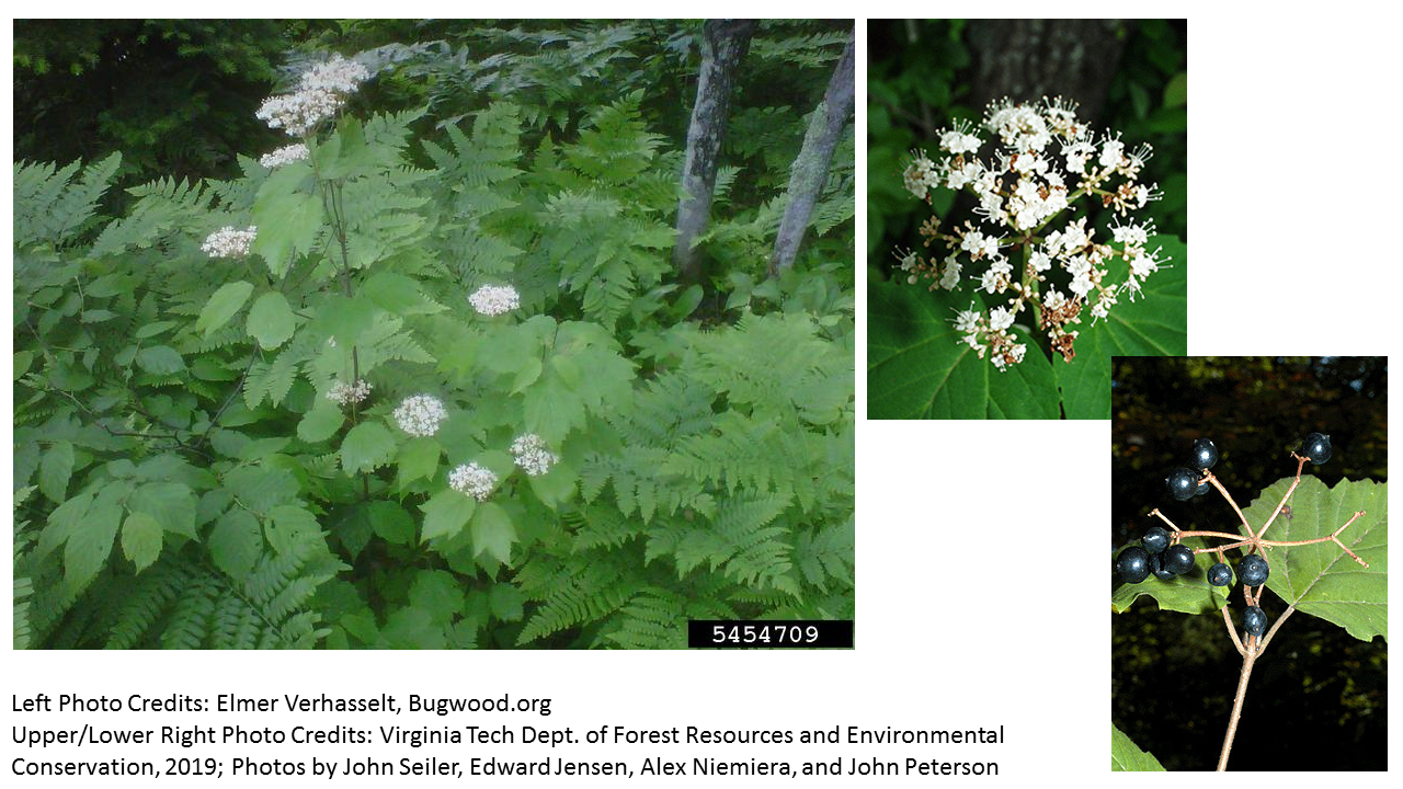 mapleleaf viburnum