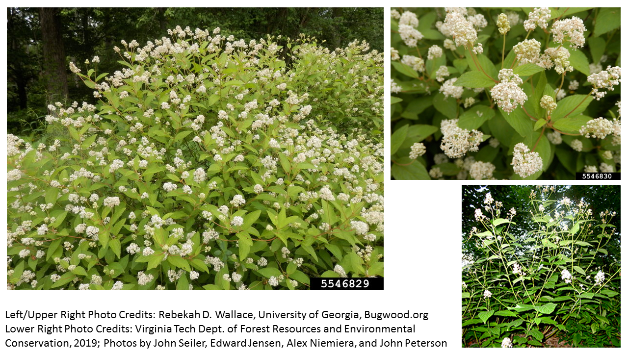 Native Seedling Sale Northern Virginia Soil And Water Conservation District