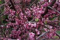 Eastern Redbud