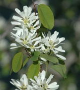 Serviceberry