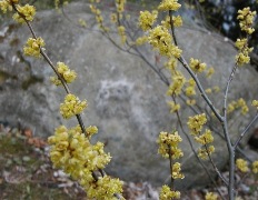 Spicebush