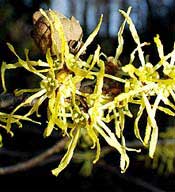 Common Witchhazel