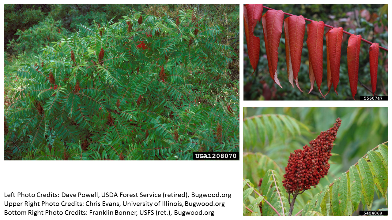 smooth sumac