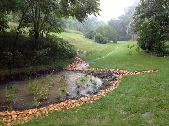 Rain Garden in the Rain