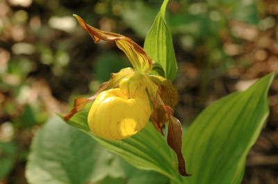 Yellow Lady Slipper