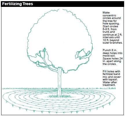 Technique for Fertilizing Trees: a) Make concentric circles around the tree for hole spacing. Start circles 6-8 ft from trunk and continue at 2 ft intervals until 10 ft beyond outer branches. b) Punch 8-in deep holes into moist soil. Space holes 24 in apart along the circles. c) Fill holes with fertilizer/sand mix and cover with topsoil. Water after treatment.