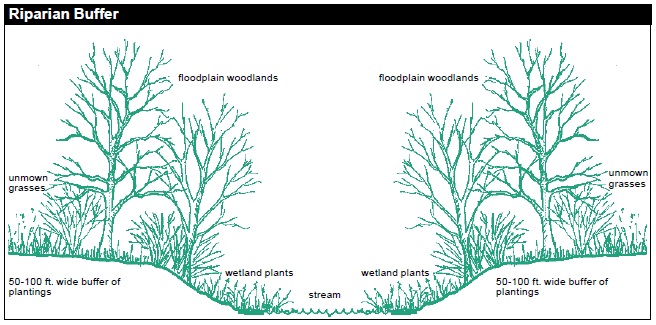 Riparian buffer planting