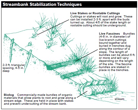Streambank Stabilization Techniques. a) Live Stakes or Rootable Cuttings: Cuttings or stakes will root and grow. These can be installed 2-3 ft. apart with the buds turned up. About 4/5 of the stake length or rootable cutting should be underground. 2-3 ft. triangular spacing, 4-5 in. deep. b) Live Fascines: Bundles (4-6 in. in diameter) of live branch cuttings bound together and buried in trenches dug along the contour of a slope. The length of bundles can be about 6 ft. or more and will vary depending on the length of the site. The fascine bundles are staked in place in the trenches. c) Biolog: Commercially made bundles of organic materials that allow plants to root and grow along a stream edge. These are held in place with stakes and prevent undercutting of the stream bank.
