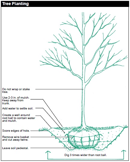 Tree Planting: Do not wrap or stake tree. Dig 3x wider than root ball. Score edges of hole. Remove root ball's wire basket and cut away twine. Leave soil pedestal. Add soil. Add water to settle soil. Create a well of soil around root ball to contain water and mulch. Use 2-3 in of mulch (keep away from tree trunk).