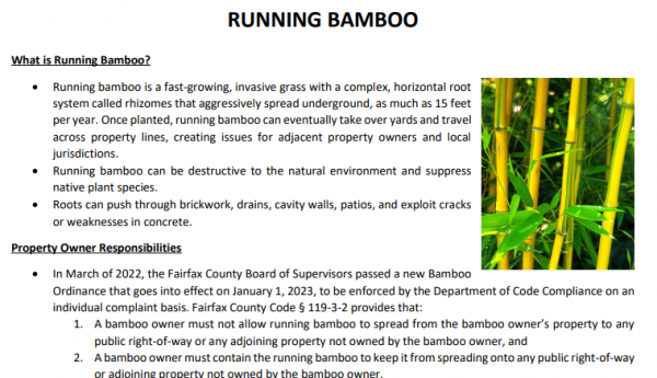 bamboo information sheet