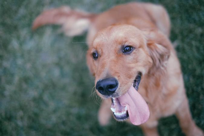 dog smiling at camera